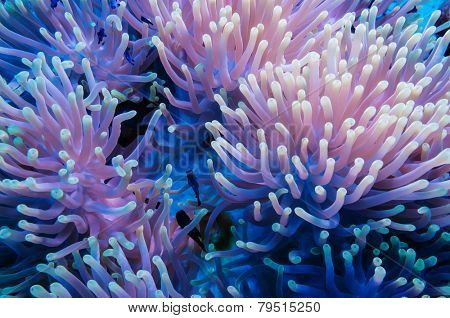 Clownfish shelters in its host anemone on a tropical coral reef