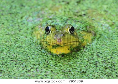 grüne Frosch in einem Teich