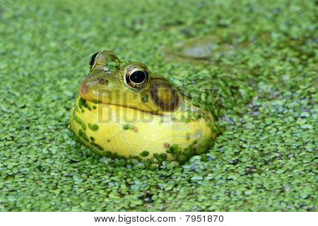grüne Frosch in einem Teich