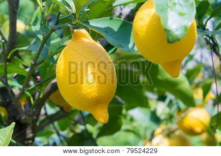 Lemons On Tree