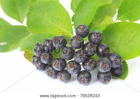 Purple Chokeberry