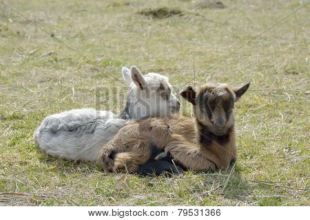 Two Cute Goatlings Outdoors