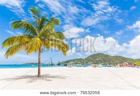Palm Tree On St Martin Beach