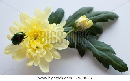 Bug verde su un fiore giallo