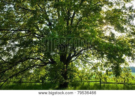 The Old Oak Tree In Bright Summer Day