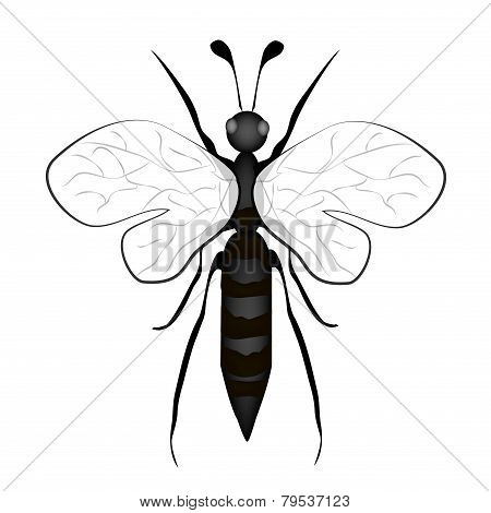 Black And White Bee Insect On White