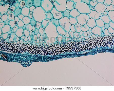 Cucurbita Stem Micrograph