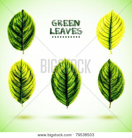 Green leaf