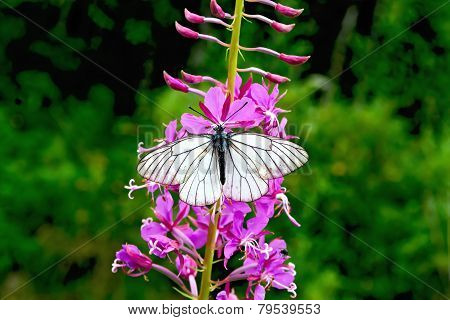Butterfly white on fireweed