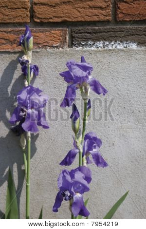 Lilla Iris