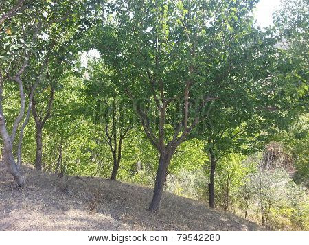 Tree on a hill