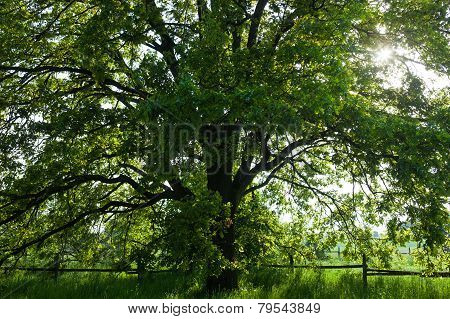 The Old Oak Tree In Bright Summer Day