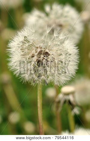 dandelion