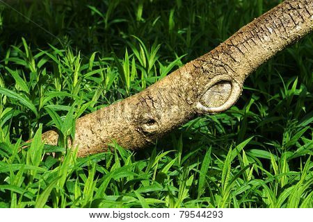 Tree Trunk