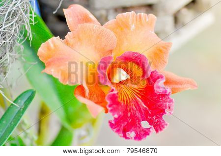 Cattleya Orchid Flower