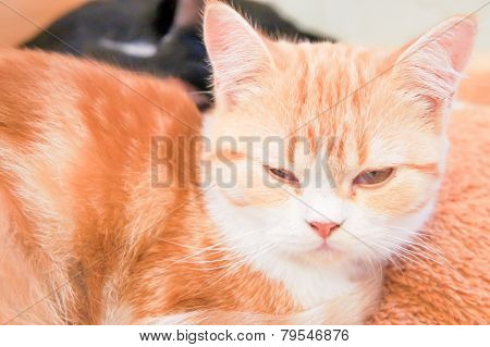 Sleepy Cat