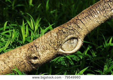 Tree Trunk