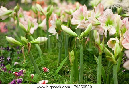 Hippeastrum Johnsonii Bury