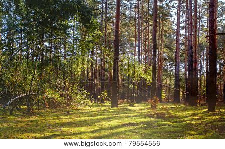 Autumn Forest