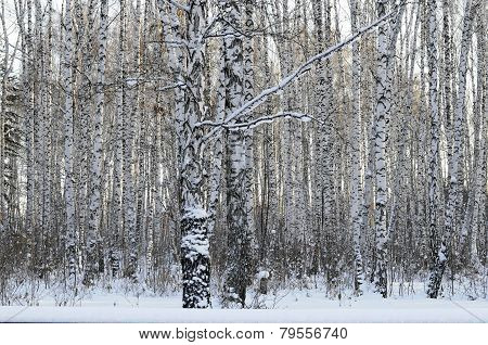 Birch Wood In The Winter.