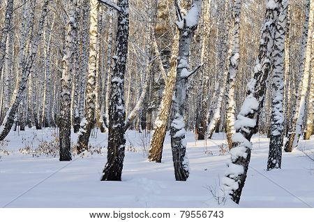 Winter Birch Forest.