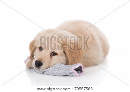 Height Weeks Old Golden Retriever Laying Down On Sock
