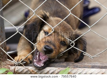 Dachshund Puppy Behind The Wire Mesh Fence