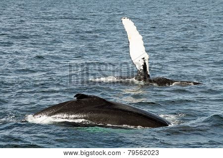 Waving Whale