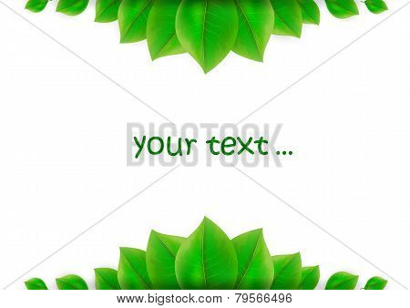 Green Leaves Background