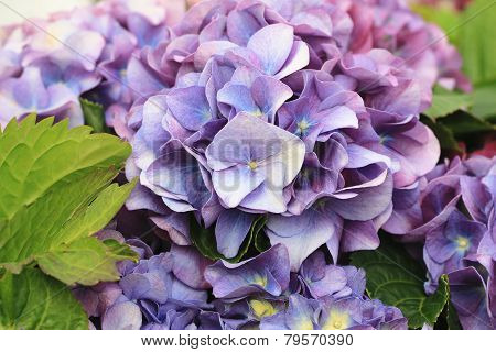Hydrangea flowers,Laurustinus