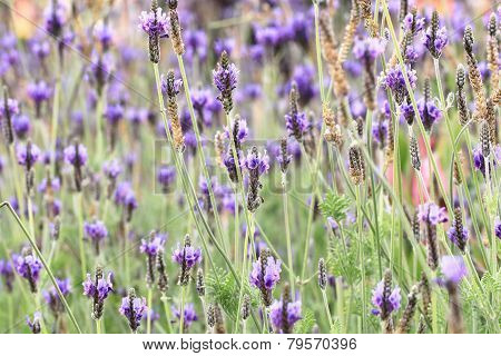 Fernleaf Lavender,Jagged Lavender