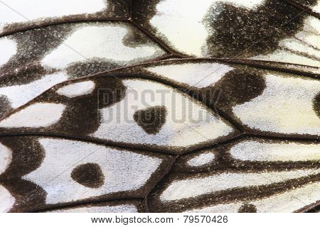 Closeup of a Large Tree Nymphs butterfly wing