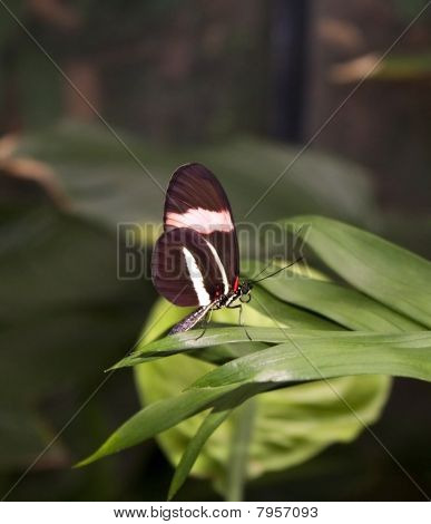 Neopolitan kelebek