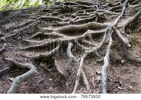 Contrastive Tangled Tree Roots Coming Of The Ground
