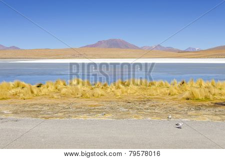Bolivia, Antiplano - Canapa Lake