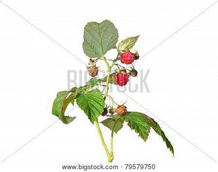 Raspberry (rubus Idaeus)