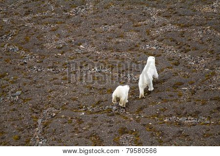 Arctic Polar Bear In Natural Environment