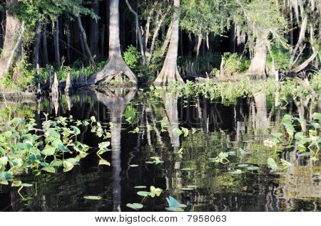 Rio Suwannee