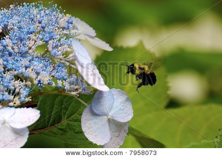 Busy Bee