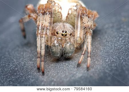 Spider. Close up.