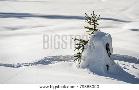 Winter forest