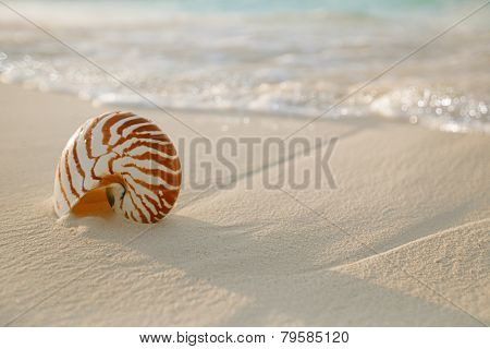 nautilus shell on white beach sand, against sea waves, shallow dof