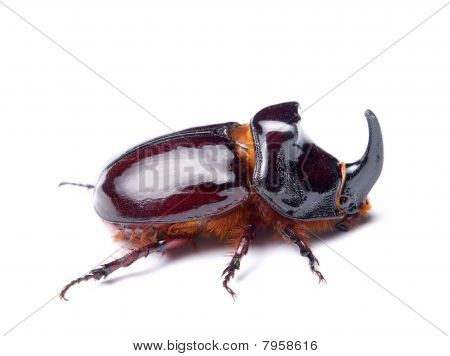 Scarabeo rinoceronte