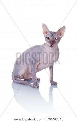 Cat Of Don Sphynx Breed