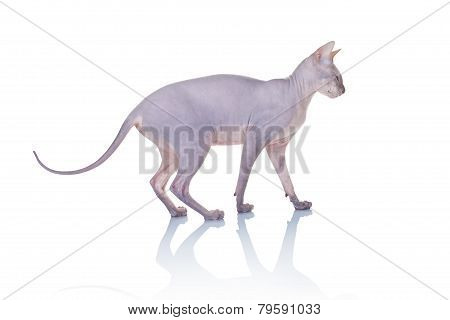 Cat Of Don Sphynx Breed