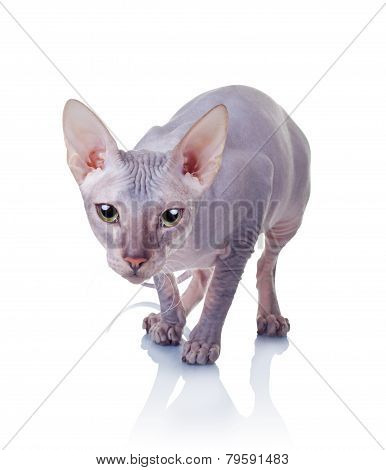 Cat Of Don Sphynx Breed