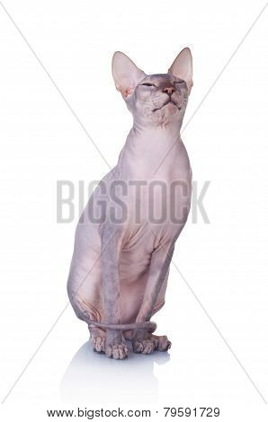 Cat Of Don Sphynx Breed