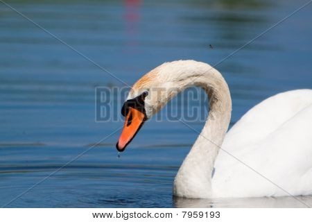 Un beau Cygne tuberculé dans un étang