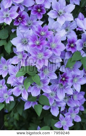 Clematis สีม่วง
