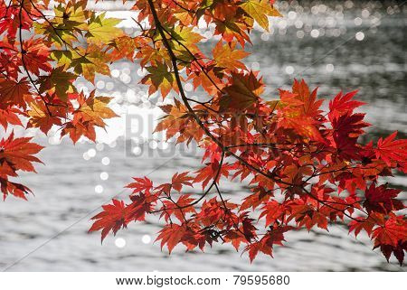 Red Maple Leaves and Lake Background
